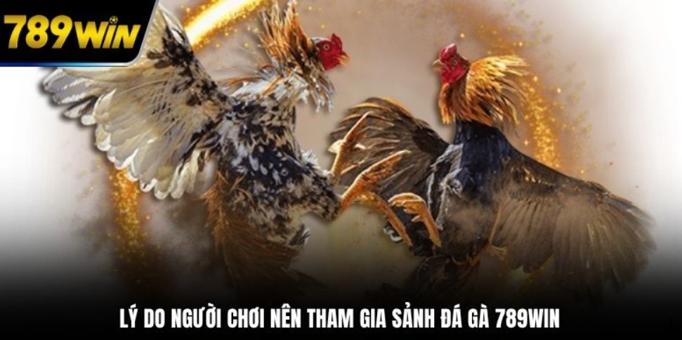 Thế Đá Gà Là Gì - Nghệ Thuật Phân Tích Đòn Đánh Đỉnh Cao 789WIN Kỹ thuật đá vỉa giúp nâng cao tỷ lệ thắng