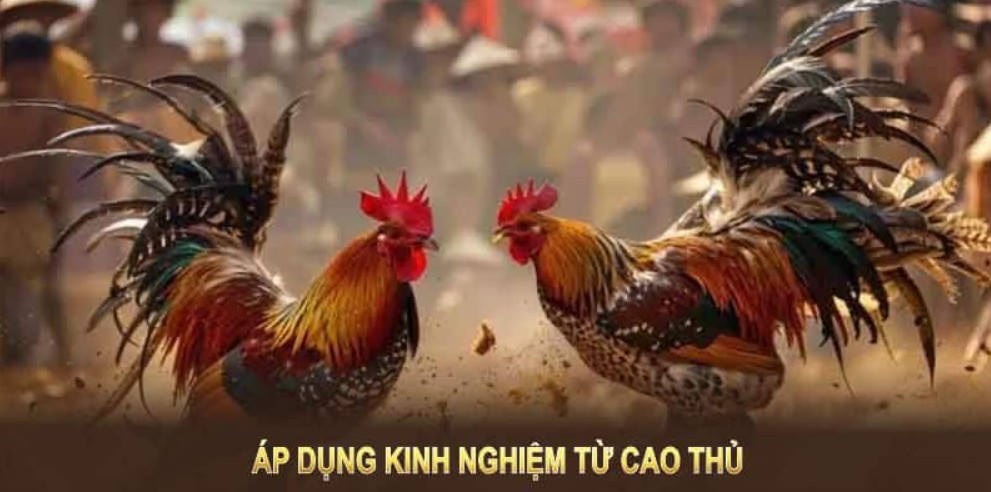 Thế Đá Gà Là Gì - Nghệ Thuật Phân Tích Đòn Đánh Đỉnh Cao 789WIN Tìm hiểu những chi tiết ảnh hưởng đến lối đá